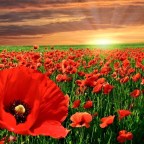 DOMINGO DE RESURRECCIÓN