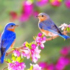 UN SI A LA PRIMAVERA