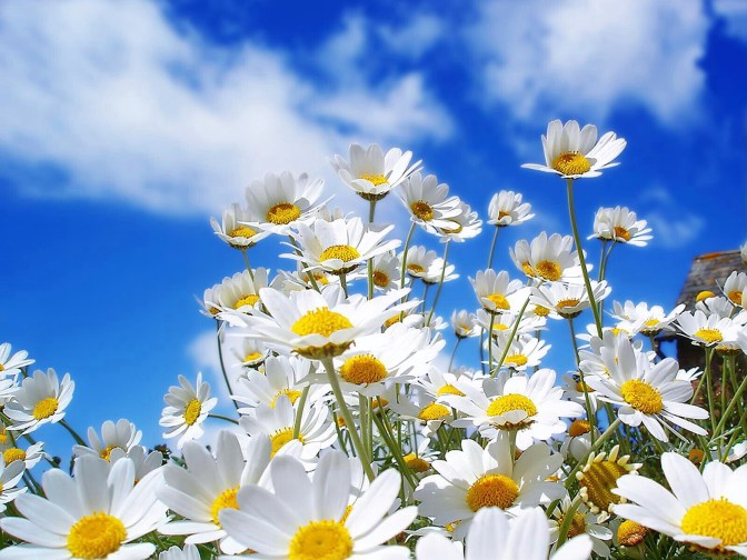 White-spring-flower-in-morning-background
