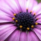 FELIZ CUMPLEAÑOS REBECA