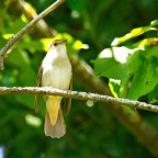 CANTO A LOLA IMAGINA