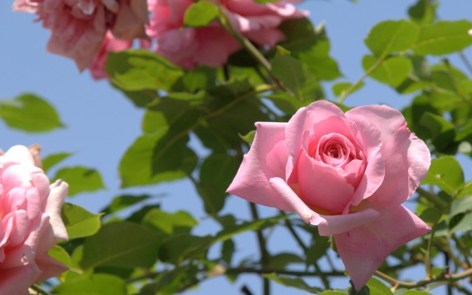 roses_flowers_sky_garden_sun_leaves_29690_1920x1202