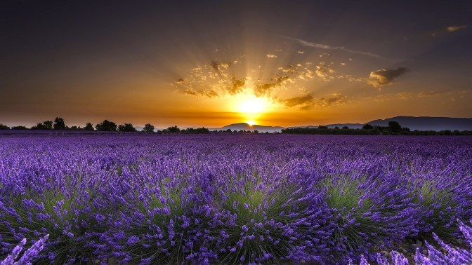 valensole-france-lavender-flowers-sunrise-dawn_1920x1080