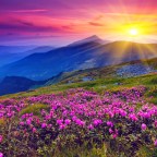 AZUCENAS EN ESPLENDOR