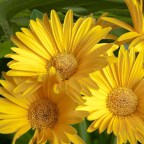 EXPRESION DE MARGARITAS