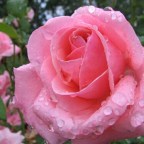 MIS AMIGOS SON GOZOS