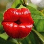 A MIS AMIGOS DE FACEBOOK,LO QUE FUE.