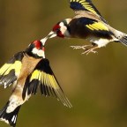 LA BELLEZA DE LOS PAJAROS