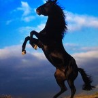 QUIERO CANTAR A LA VIDA