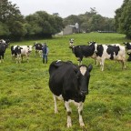 YO BRINDO PORQUE MAÑANA DOMINGO