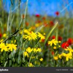 QUIERO ENSALZAR  A LA GRAN POETA Y ESCRITORA DANIELLA BOSSIO