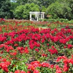 AMOR Y AROMA PRIMAVERAL