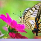 SE NO VA LA PRIMAVERA