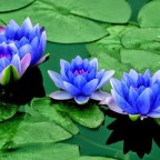 RESEÑA DE DANIELLA BOSSIO