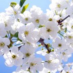 RESEÑAS DE DANIELLA BOSSIO Y LAURA MUÑOZ AMARILLO.