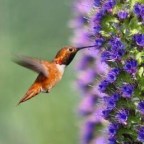 ¿COMO ES EL HOMBRE?