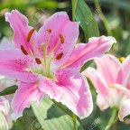 DIOS SABIDURIA DE VIDA