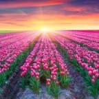 COMPARANDO LA NATURA