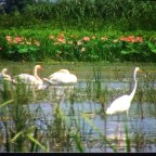 BONITOS RECUERDO YA A LA ATARDECER DE MI VIDA 9-9-2018