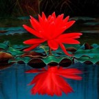 LAURA MUÑOZ AMARILLO,LA NOBLEZA,LA AMISTA Y LA ALEGRIA PERMANECERÁ SIEMPRE !!YA ES EL FINAL CAPITO 5 Y 6,MIS PENSAMIENTOS EN POESIA !