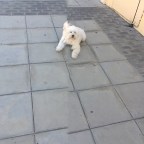 MIS ILUSIONES Y ALEGRIAS