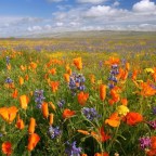 LAURA MUÑOZ AMARILLO,EN ESE VALLE.
