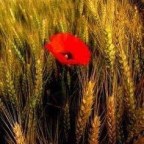 MIS CORAZONES BENDITOS AMIGOS DE WORDEPRESS