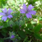 CUANDO UNA COSA SALE MAL,SEGUIR