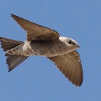 HOY TENGO BUENOS RESULTADOS !!!AMIGOS DE WORDEPRESS OSQUIERO