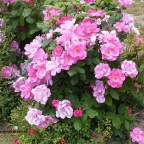 HOY NECESITO MI MENTE DESPEJADA-ORACION.