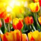 HOY ME SIENTO ALEGRE,SON MUCHAS COSAS.26 FEBRERO DE 2021.