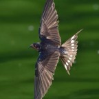 ENTRADAS AL CORAZON,2-3-21.