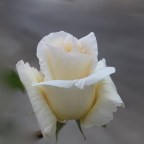 DESPERTAR ES ALEGRIA !