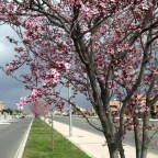 ¿PORQUE CON EL DOLOR