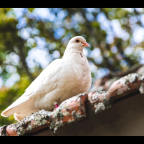 NO QUIERO DESALIENTOS