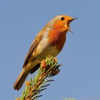 PRESUMIR DE BELLEZA ESPIRITUAL