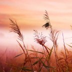 EL AMIGO ES RIQUEZA Y SABIDURIA