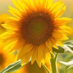 SE CELEBRA HOY LA FILOSOFIA