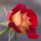 ALEGRIA DE SER AMIGOS