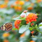 PENSEMOS CON LA CABEZA