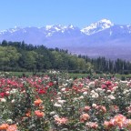 ES UN VERGEL LA VIDA