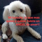 DIA MUNDIAL DEL PERRO