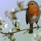 LA BELLEZA DE LOS PAJAROS