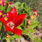 QUIERO LLENARME DE PAZ