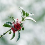 DESDE LA NIEVE DE MIS AÑOS
